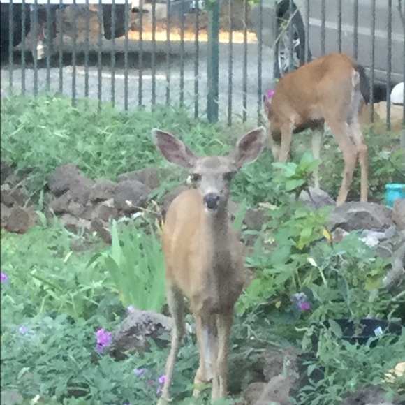 Meet your Posher, Isaiah - Picture 12 of 12